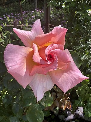 [Translate to English:] a pink rose