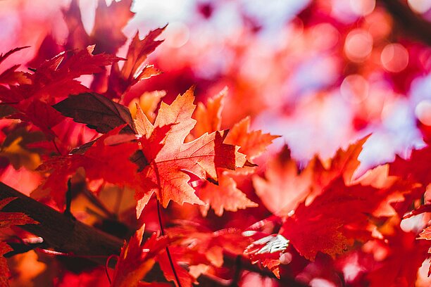 red autumn leaves