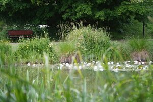 [Translate to English:] An empty bench and summer greenery by the pond in the botanical garden in Lund