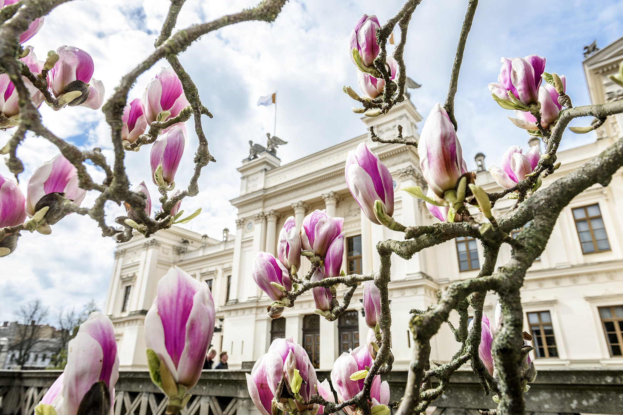 close-up of magnolia buds in fron of university building