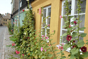town house with flowers in fron