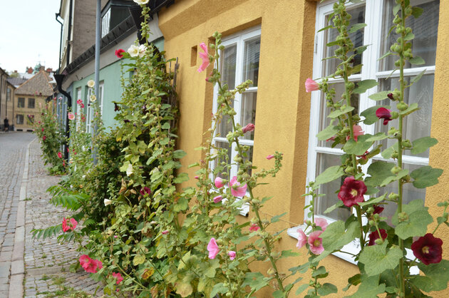 yellow town house with flowers in front