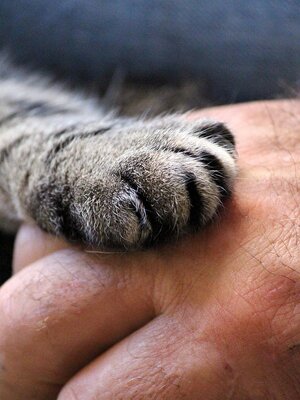 Cat's paw on human hand